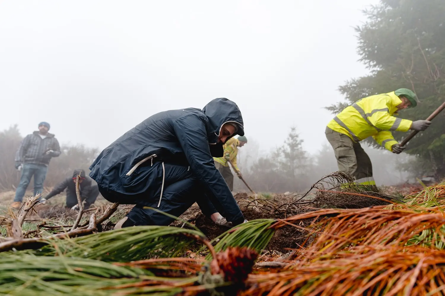 Vila Galé convida a reflorestar a Serra da Estrela